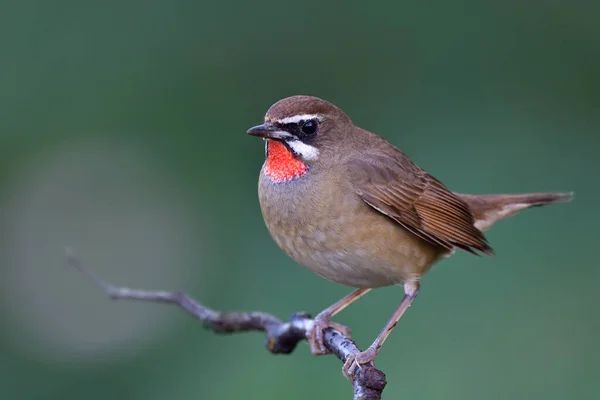 Alam Yang Indah Dengan Dagu Merah Coklat Burung Bertengger Cabang — Stok Foto