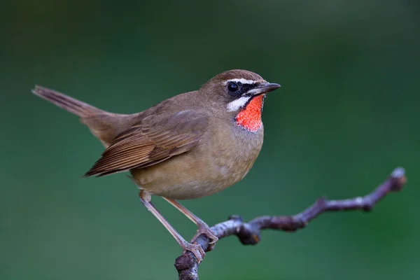 Happy Bird Perching Thin Branch Having Tail Wagging Freshy Morning — Stock Photo, Image