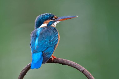 Siyah ve kırmızı gagalı sevimli mavi kuş, temiz yeşil arka plan üzerinde ahşap dallara tünemiş, dişi kralbalıkçı (alcedo bu)