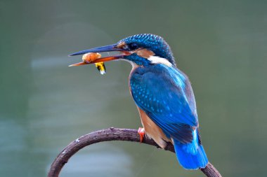 Günün ilk öğününde gagasında kırmızı balık olan küçük mavi kuş, dişi balıkçı