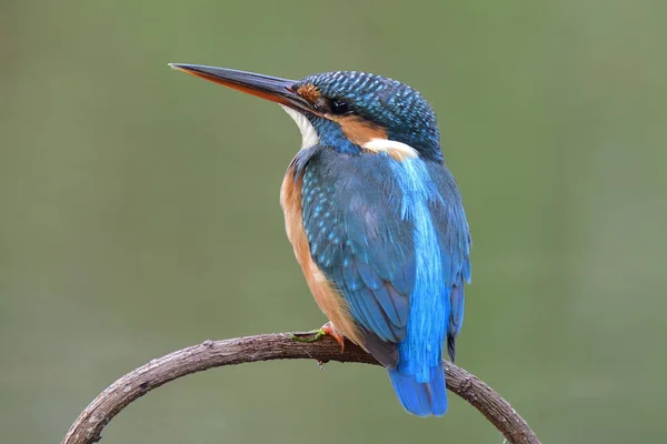 Einsamer Blauer Vogel Zeigt Sein Rückenprofil Sitzen Auf Gebogenem Ast — Stockfoto