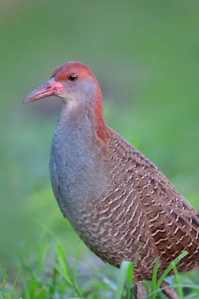 Close Της Σχισμής Στηθόδεσμος Ράγα Crake Gallirallus Striatus Πρόστιμο Κόκκινα — Φωτογραφία Αρχείου