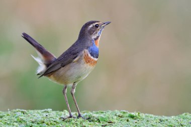 Mutlu kuş, güzel bir çevrede yeşil ot zeminine tüneyerek uzun kuyruğunu sallayarak tüm zarifliğini gösteriyor.