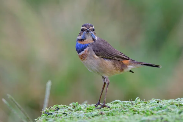 Macho Bluethroat Pássaro Adorável Com Penas Azuis Seu Peito Diretamente — Fotografia de Stock