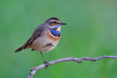 Akşamları küçük bir dalda dinlenen minik kuş, Lusinia svecica (Bluethroat) 