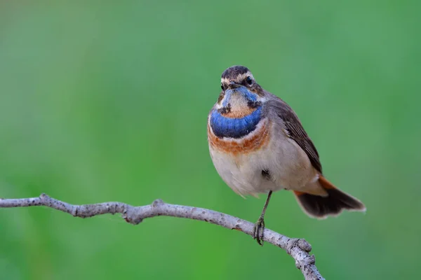 Flauschiger Vogel Mit Schöner Blauer Brust Auf Dünnem Ast Stehend — Stockfoto