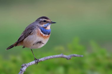 Doğanın dokunuşu, kahverengi kuşun göğsünde mavi izler, yeşil çayır tarlasının üzerine tünemiş ahşap bir dal parçası, doğal bir arka plan olarak.