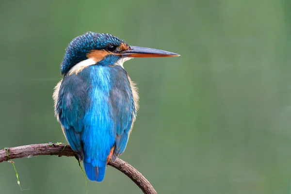 Pájaro Azul Esponjoso Con Grandes Picos Posando Tranquilamente Ramita Mientras — Foto de Stock