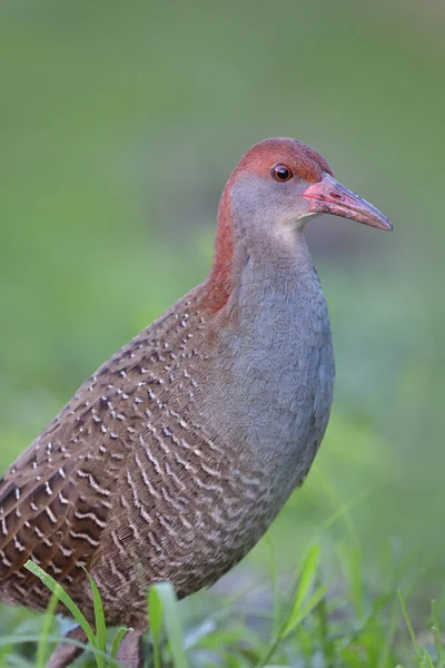 Burung Dekat Mata Merah Halus Kepala Coklat Dan Pink Tagihan — Stok Foto