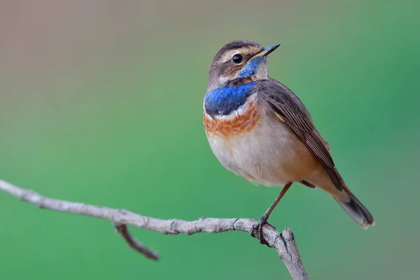 Oiseau Gras Aux Plumes Orange Vif Bleu Frais Sur Poitrine — Photo