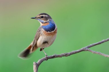 Bluethroat, Tayland 'a göç eden en güzel kuş kışın çeltik tarlasında ve pirinç tarlasında kolayca bulunur.