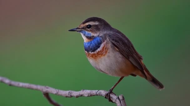 美しいです脂肪茶色の鳥ですベルベットの青い羽胸の上に平和的に夜に眠りに行く前に暗い夜に木の枝に浸透 — ストック動画