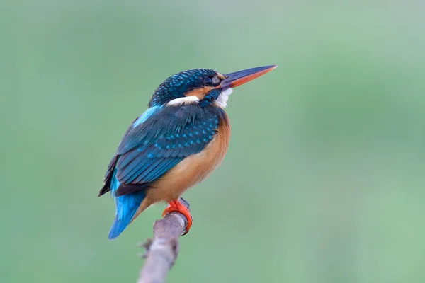 lovely fat blue bird with strong beaks sleepy perching on wooden branch aleting to above invading bird, common kingfisher