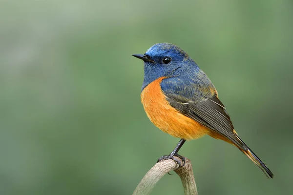 Blaustirnrotschwanz Dicker Blauer Vogel Mit Orangefarbenem Bauch Der Einsam Auf lizenzfreie Stockfotos