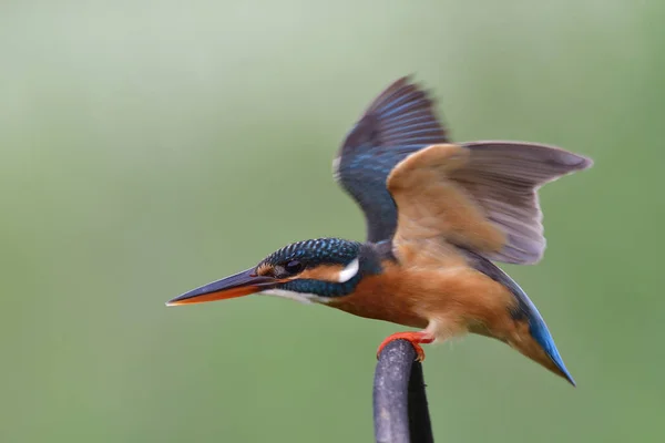Kingfisher Umum Waspada Untuk Menyerang Burung Dengan Siap Untuk Melawan — Stok Foto