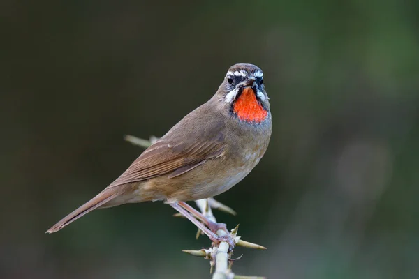 Orgullo Pájaro Marrón Con Plumas Barbilla Color Rojo Brillante Posado —  Fotos de Stock