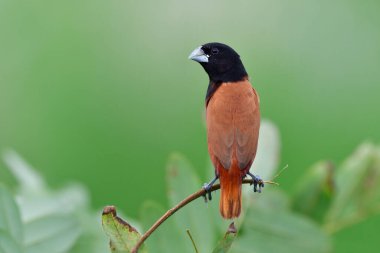 Chestnut ya da Black Head Munia (Lonchura atricapilla) ince bir dalda güzel arka tüylerini kirli yüzüyle gösteren bir yazı.