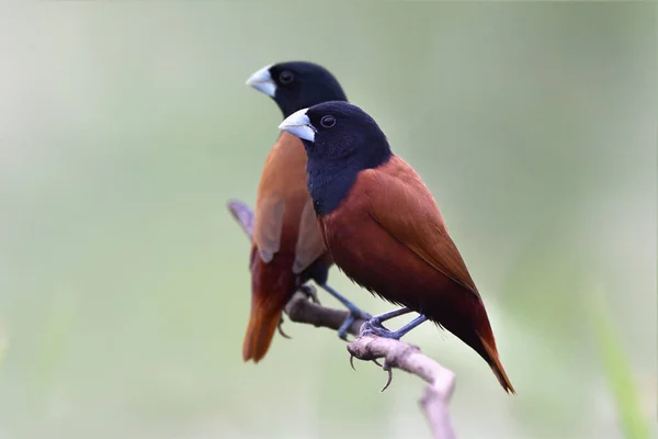 Ζεύγος Σκουρόχρωμων Και Μαύρων Πτηνών Που Σκαρφαλώνουν Μαζί Ξύλινο Κλαδί — Φωτογραφία Αρχείου