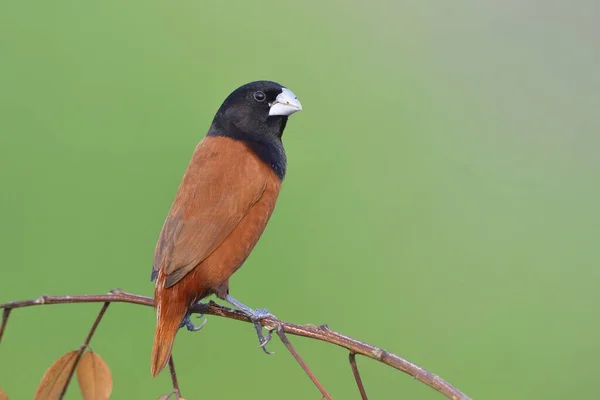Burung Coklat Tipis Dengan Kepala Hitam Dan Paruh Perak Bertengger — Stok Foto