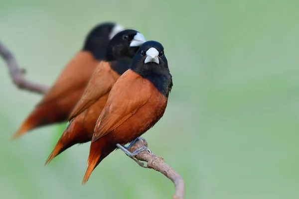 습지대에서 나뭇가지에 아름답고 과검은 머리를 무덤새 가까이에 — 스톡 사진