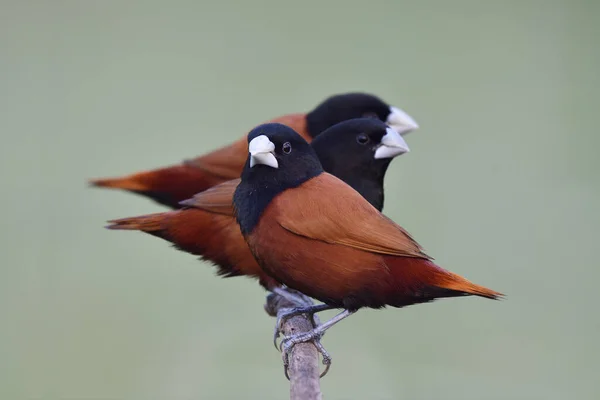Kawanan Burung Coklat Bergabung Kembali Pada Cabang Kayu Dengan Tampilan — Stok Foto