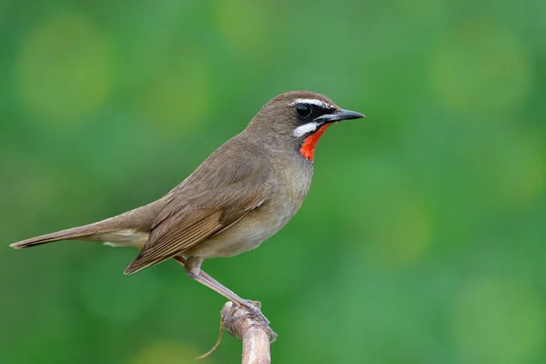 Burung Coklat Yang Indah Memiliki Dagu Merah Terang Dengan Bangga — Stok Foto