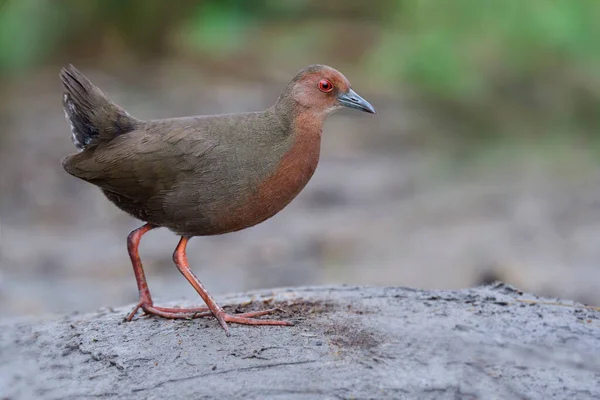 Karang Berdada Kemerahan Burung Coklat Sampai Merah Yang Hidup Lahan — Stok Foto
