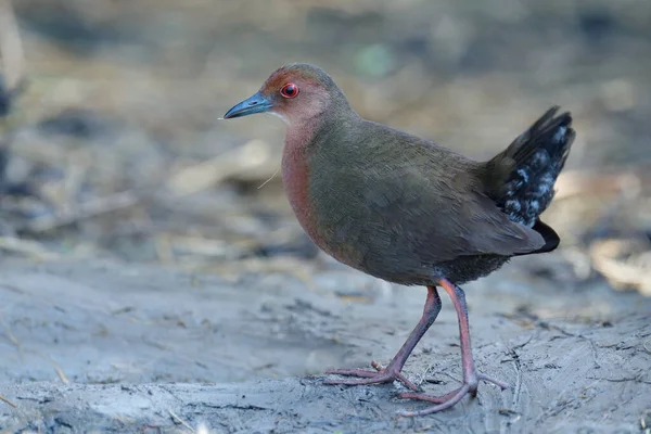 Červenozrzavý Crake Zapornia Fusca Kráčející Sbírající Potravu Svém Území Blátivé — Stock fotografie