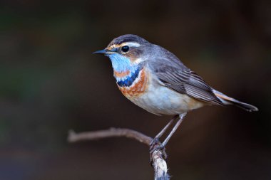 Bluethrot (Luscinia svecica), yaz başında Tayland 'a yaptığı ziyaret sırasında tüylerini üreme tüylerine dönüştürmektedir.