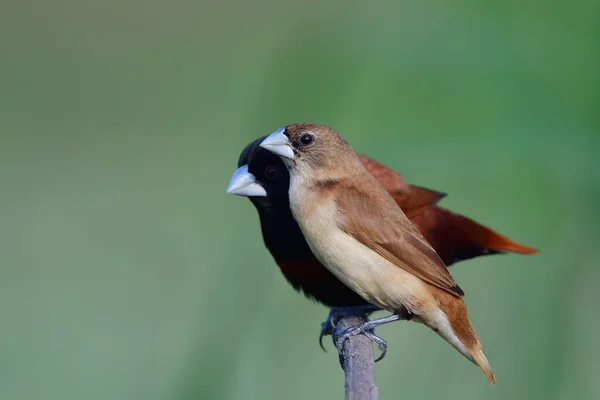 Burung Muda Coklat Dalam Perlindungan Oleh Perents Remaja Dari Munia — Stok Foto