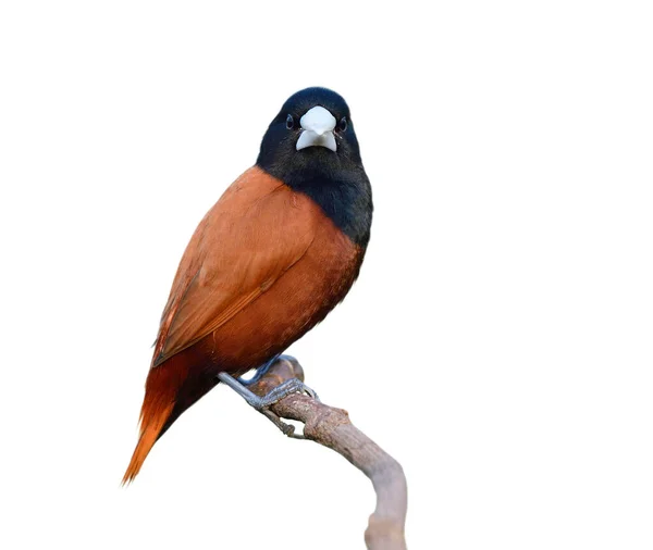 Piękny Brązowy Ptak Stajniami Patrzący Bliska Białe Tło Kasztan Lub Obraz Stockowy