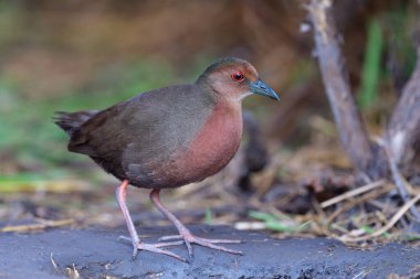 Kahverengi kestane rengi, kadife kırmızısı gözlü, uzun bacaklı, uzun parmaklı, koyu tüylü, kırmızı göğüslü kuşa.
