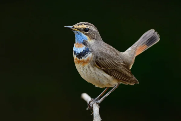 Happy Bird Dancing Thin Branch High Tail Wagging Male Bluethroat — Stock Photo, Image