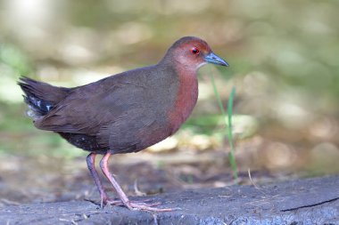 Çeltik tarlasında su birikintisinin yanında duran kırmızı gözlü gizemli kahverengi kuş, yakut göğüslü crake (Zapornia fusca)