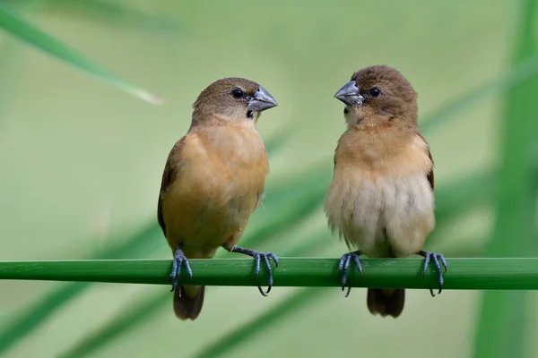 Tier Als Friedensredner Jugendliche Kastanienmunia Kleine Braune Vögel Die Auf — Stockfoto