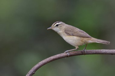 Eylemlerde sevimli kahverengi kuş, siyah kaşlı sazlık bülbülü (Acrocephalus bistrigiceps))