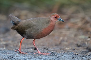 Ruddy-göğüslü crake (Zapornia fusca) kestane rengi göğüs göbeğe ve kahverengi kanatlar kuyruğa uzun bacaklar ve ayak parmakları çeltik tarlasında toprak arazide yürüyor