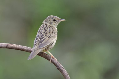 Mızraklı Warbler (Locream ella lanceolata) küçük kahverengi biftek tüyleri yemek zamanı hızla ayağa kalkar ve uçar.