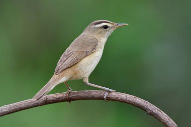 Sıcak hava altında ince ama bulutlu bir günde Tayland 'da siyah kaşlı bülbül kuşuyla hafif bir ışık.