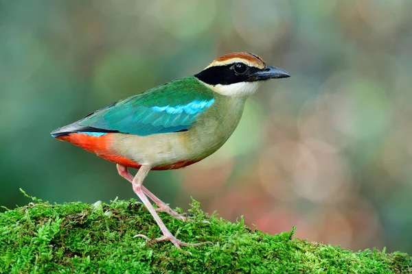 Small Brightly Colored Species Bird Pittidae Family Fairy Pitta Nympha — стокове фото