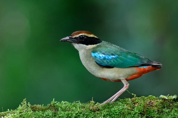 Burung Berwarna Warni Dengan Beberapa Warna Bulu Muncul Taman Kota — Stok Foto