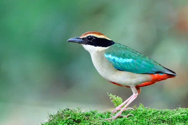 Beautiful Multicolors Bird Perching Mossy Ground Migratory Trip Thailand Showing — Stok Foto