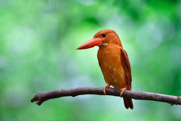 front or chest view of ruddy kingfisher, bright brown with big red beaks bird perching on wooden branch over green blur background in naure (halcyon coromanda)