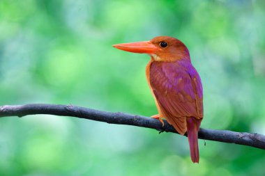 lovely brown to red bird with back view of purple feathers while perching on wooden branch over far green background in forest, ruddy kingfisher (halcyon coromanda)