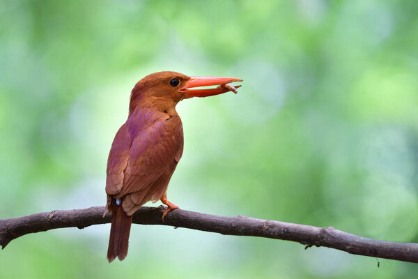 Bright Rufous Large Red Beaks Bird Having Meal Worm Its Royalty Free Stock Images