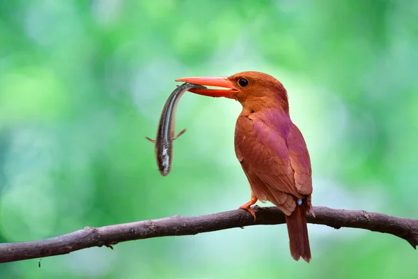 Ярко Красная Птица Ловящая Змеиную Рыбу Больших Клювах Румяный Зимородок — стоковое фото