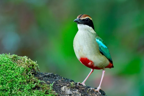 Chest View Fairy Pitta Fine Green Brown Crown Red Vent — Stock Photo, Image