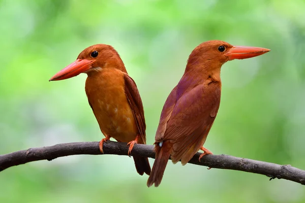 Pair Ruddy Kingfisher Halcyon Coromanda Vivid Brown Big Red Beaks — Stock Photo, Image