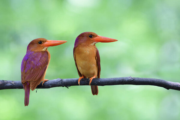 Rufous Birds Purple Feathers Large Red Beaks Together Perching Wooden Stock Picture