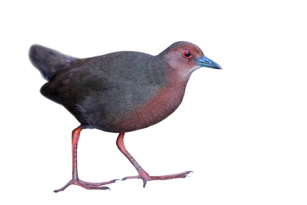 Funny Red Eye Misterious Dark Brown Red Bird Long Foot — Stock Photo, Image